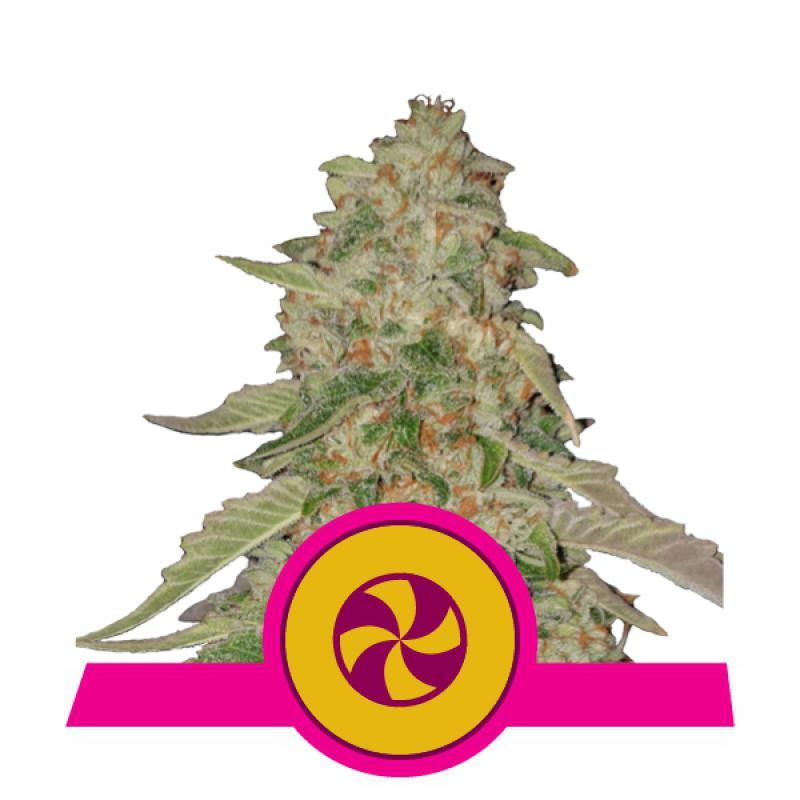 13541 - Sweet Zkittlez Royal Queen Seeds feminised 5 pieces