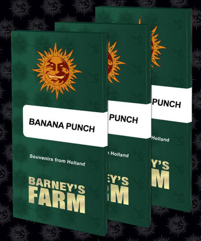 15920 - Banana Punch  3 darab