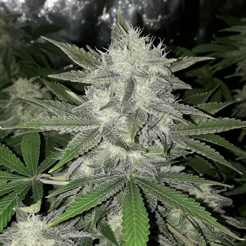 16346 - Girl Scout Cookies Auto 5 Stück